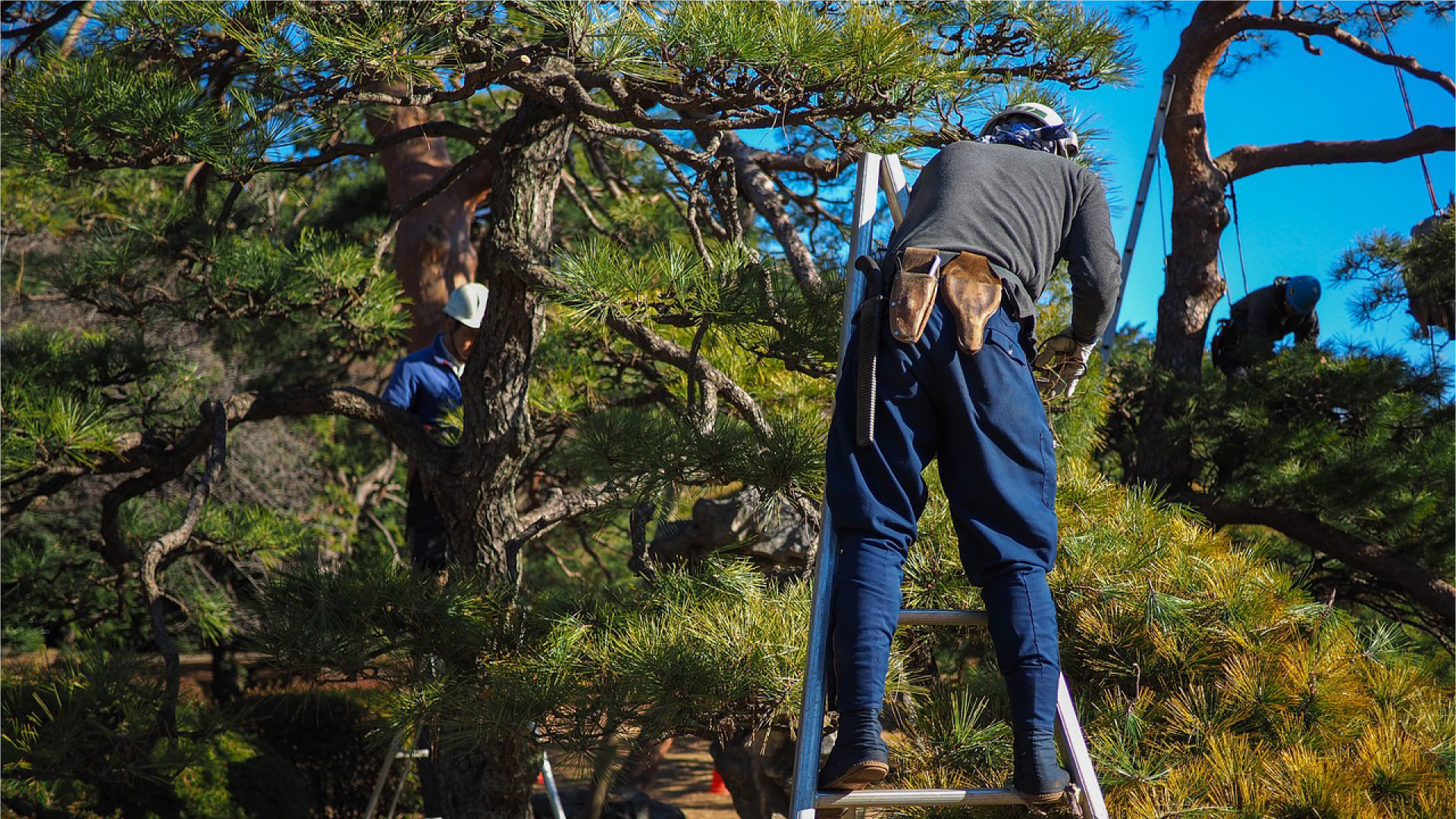 jardinier qui taille un arbre
